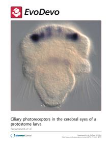 Ciliary photoreceptors in the cerebral eyes of a protostome larva