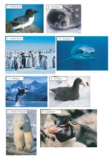 A : Pingouin B : Phoque C : Manchot D : Requin F : Orque E ...