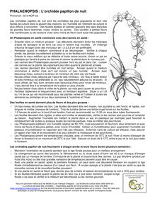 Phalaenopsis : l ochidée papillon de nuit