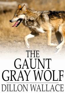 Gaunt Gray Wolf