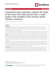Comparative gene expression supports the origin of the incisor and molar process from a single endite in the mandible of the red flour beetle Tribolium castaneum