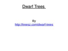   Dwarf Trees