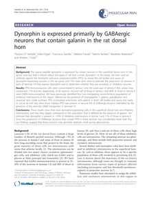 Dynorphin is expressed primarily by GABAergic neurons that contain galanin in the rat dorsal horn