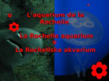 L'aquarium de la Rochelle La Rochelle aquarium La Rochellske akvarium