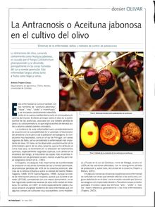 El Antracnosis o Aceituna jabonosa en el cultivo del olivo
