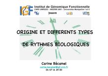 ORIGINE ET DIFFERENTS TYPES DE RYTHMES BIOLOGIQUES Carine Bécamelcarine cnrs fr04