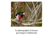 La photographie d’oiseaux par Jacques Vaillancourt