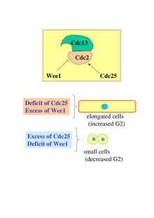 Deficit of Cdc25 Excess of Wee1