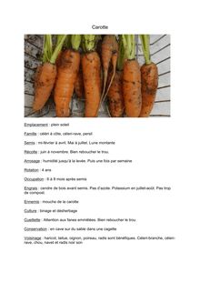 Fiche pratique de la carotte
