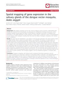 Spatial mapping of gene expression in the salivary glands of the dengue vector mosquito, Aedes aegypti