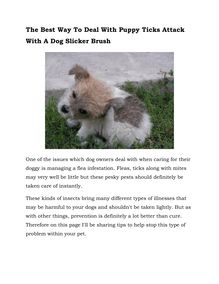 Essential Pet Health Tips To Help You Stop Doggie Fleas Using A Slicker Brush