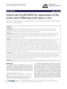 Critical role of p38 MAPK for regeneration of the sciatic nerve following crush injury in vivo