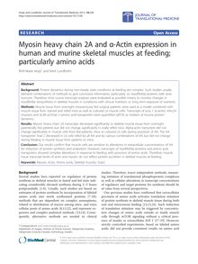 Myosin heavy chain 2A and α-Actin expression in human and murine skeletal muscles at feeding; particularly amino acids