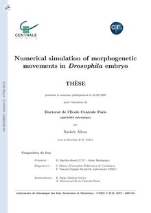 Simulation numérique des mouvements morphogénétiques chez l embryon de drosophile, Numerical simulation of morphogenetic movements in Drosophila embryo