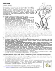 Cattleya : fiche introductive