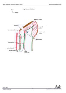 MB2 – Anatomie – Le membre inférieur – Bonnel Faculté de Médecine Montpellier Nîmes Janvier Sources Étudiantes