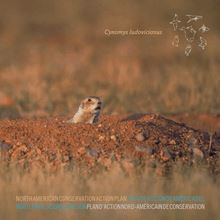 Plan d action nord-américain de conservation : Chien de prairie à queue noire 