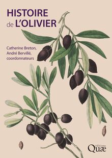 Histoire de l olivier