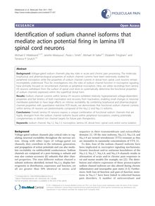 Identification of sodium channel isoforms that mediate action potential firing in lamina I/II spinal cord neurons