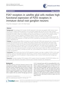 P2X7 receptors in satellite glial cells mediate high functional expression of P2X3 receptors in immature dorsal root ganglion neurons