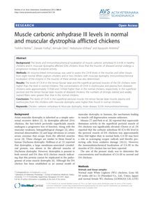 Muscle carbonic anhydrase III levels in normal and muscular dystrophia afflicted chickens