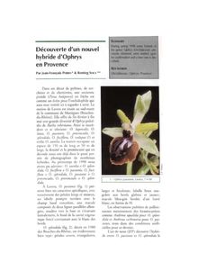 Découverle d un nouvel hybride d Ophrys en Provence
