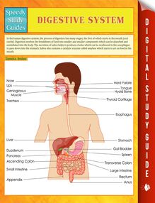 Digestive System Speedy Study Guides