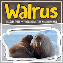 Walrus: Discover These Pictures And Facts Of Walrus For Kids