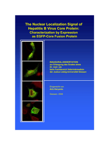 The nuclear localization signal of hepatitis B virus core protein [Elektronische Ressource] : characterization by expression as EGFP-core fusion protein / eingereicht von Aris Haryanto