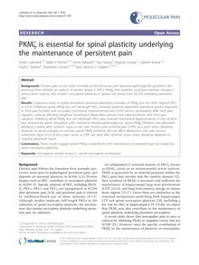 PKMζ is essential for spinal plasticity underlying the maintenance of persistent pain