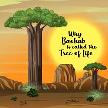 Baobab - the tree of life?