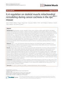 IL-6 regulation on skeletal muscle mitochondrial remodeling during cancer cachexia in the ApcMin/+ mouse