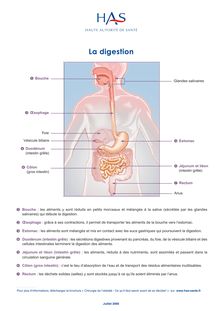 Obésité  prise en charge chirurgicale chez l adulte - Brochure patients - Schéma sur la digestion