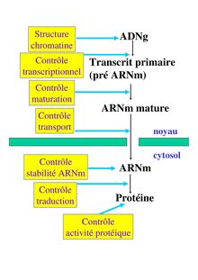 Transcrit primaire pré ARNm