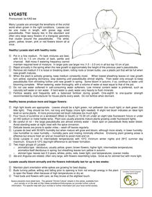 Lycaste - Information on the orchid culture