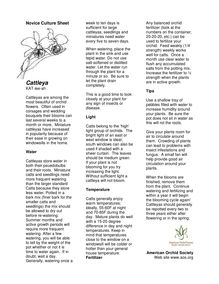 Cattleya: novice culture sheet