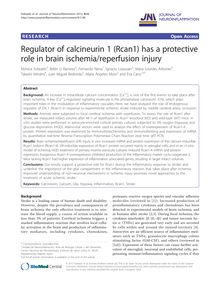 Regulator of calcineurin 1 (Rcan1) has a protective role in brain ischemia/reperfusion injury