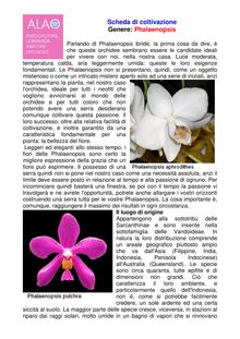 Phalaenopsis : scheda di coltivazione