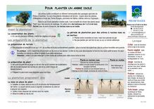 Planter un arbre isolé - POUR PLANTER UN ARBRE ISOLE