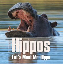 Hippos - Let s Meet Mr. Hippo