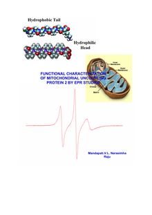 Functional characterization of mitochondrial uncoupling protein 2 by EPR studies [Elektronische Ressource] / vorgelegt von Mandapati V.L. Narasimha Raju