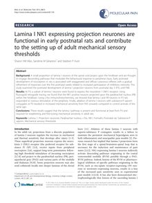 Lamina I NK1 expressing projection neurones are functional in early postnatal rats and contribute to the setting up of adult mechanical sensory thresholds