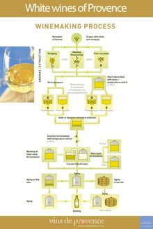 WINEMAKING PROCESS - White wines of Provence