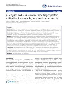 C. elegans PAT-9 is a nuclear zinc finger protein critical for the assembly of muscle attachments