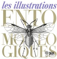 Les illustrations entomologiques