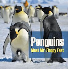 Penguins - Meet Mr. Flappy Feet