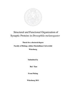 Structural and functional organization of synaptic proteins in Drosophila melanogaster [Elektronische Ressource] / Rui Tian. Betreuer: Stephan Sigrist