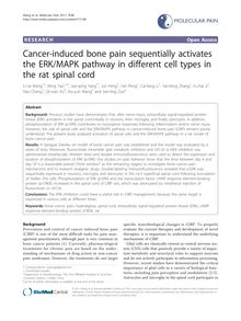 Cancer-induced bone pain sequentially activates the ERK/MAPK pathway in different cell types in the rat spinal cord