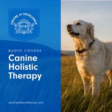 Canine Holistic Therapy
