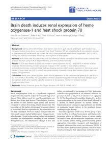 Brain death induces renal expression of heme oxygenase-1 and heat shock protein 70